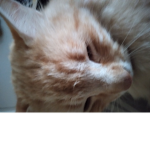 Grupo de mis amigos los gatos