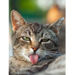 katie_kitty