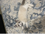 -Kitten World-