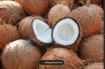 THE COCONUTS ARMY