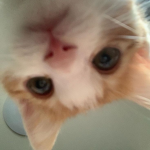 Meedee X