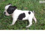 Boston Terrier army