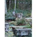 rosie's forest friends!