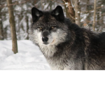 The Wolf Pack's group