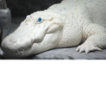 Albino football league
