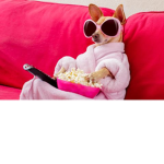 Sassy pink dog’s clothing store
