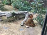 Monkey LC