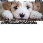 Puppy and dog rule team!
