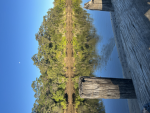 Aussie rp