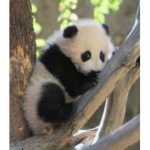 Panda partnership