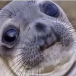 The Seals Republic