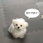 악동들
