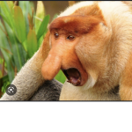 Chimpanzees and albuma’s only