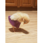 peachyRobux