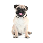 The Great Pug Empire
