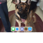DOGS RULEE