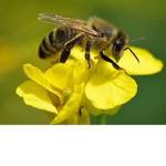 HoneyGroup