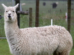 The lama community