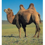 Camel is life