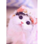 Princess Cat Army