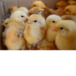 tyrones chicks