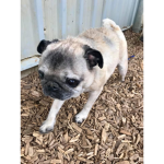Pugs happy Spot