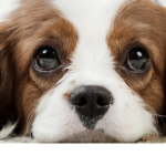 Animals are not just things