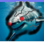 Shark Watch