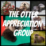The Otter Appreciation Group