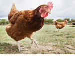 || Chicken Group ||