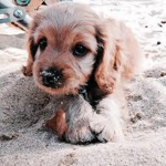 Softy is the dog