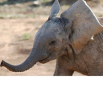 real elephant or mammoth fan group