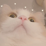 Claire's Cats