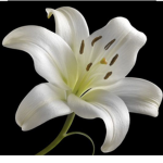 Littlelillys