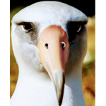 Albatross Club