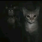 CUTES BOI