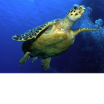 TurtleGang ;)