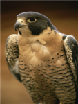 The Falcons of the century