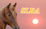 Starlight Angels Riding Academy