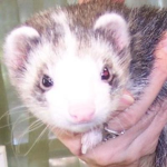 FERRETS!!!! <3 Ferrets Are Cool And Awsome!