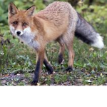 foxplant club