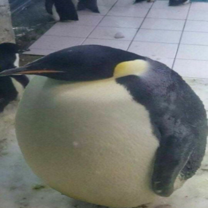 round penguin Roblox decal