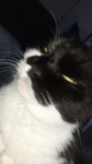 Katzensindsüß