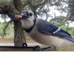 Sapphire’s Blue Jays