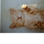 Super cat meow group
