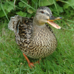 DUCKS!!!