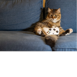 Cat lovers game hub