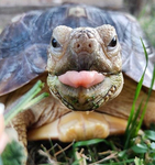JOIN MY FUNNY TURTLE GROUP! lol