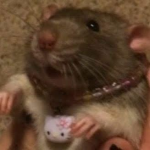 Artistic rats