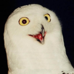 O RLY ?